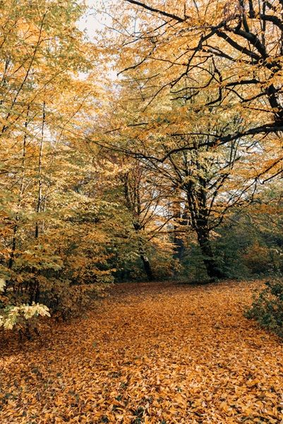 Autumn trees symbolising Calm Adult Psychotherapy in Brisbane