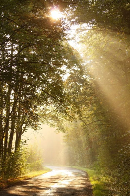 Nature and Calmness For Psychology